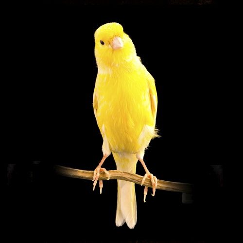 healthy canary